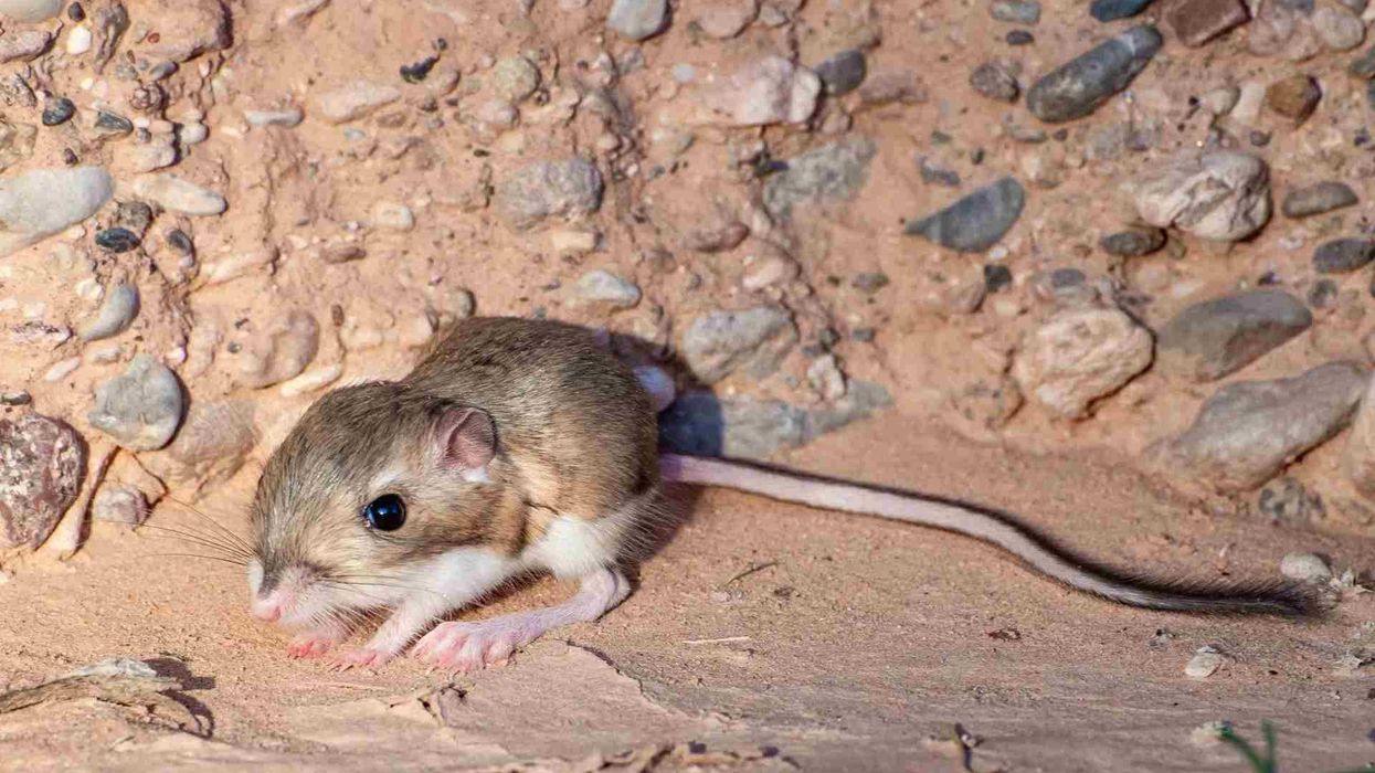 Learn more about some very interesting Merriam's kangaroo rat facts here