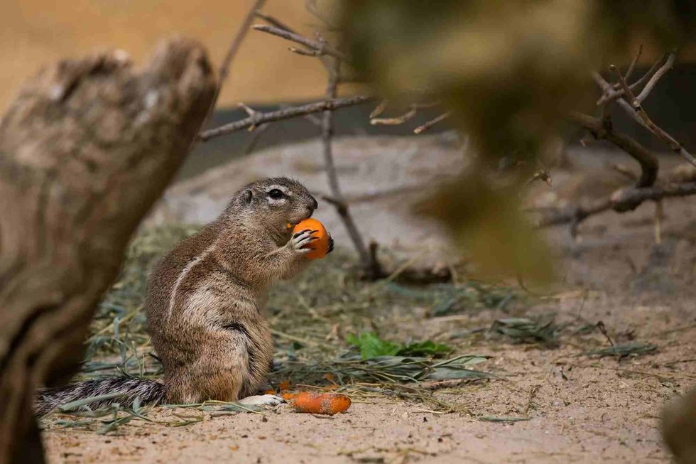 Learn more about squirrels and if they can eat carrots.