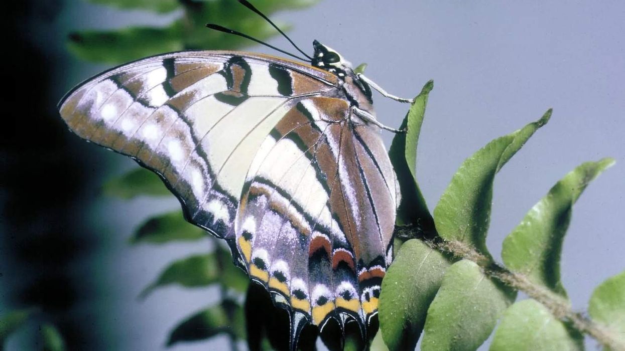 Learn more about the four-tailed insects by reading these emperor butterfly facts.