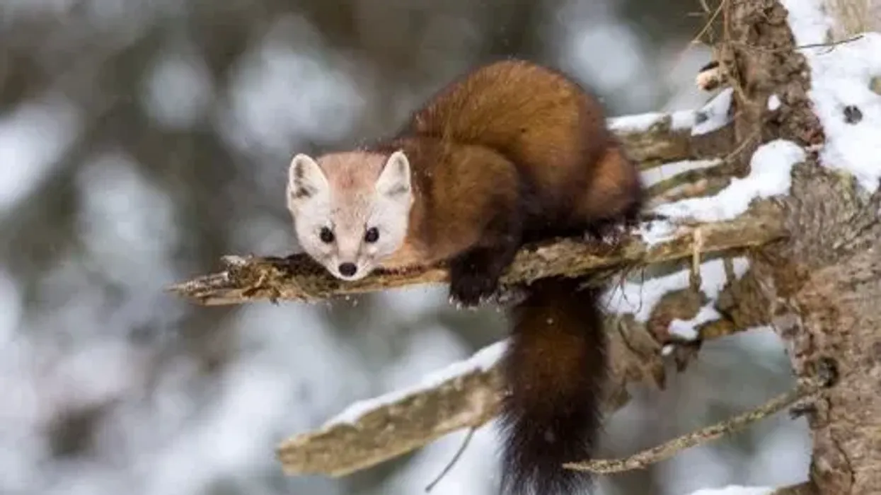 Learn more about these furry creatures with these amusing American Marten facts.