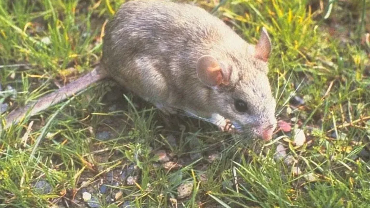 Learn more about this animal by reading these woodrat facts.
