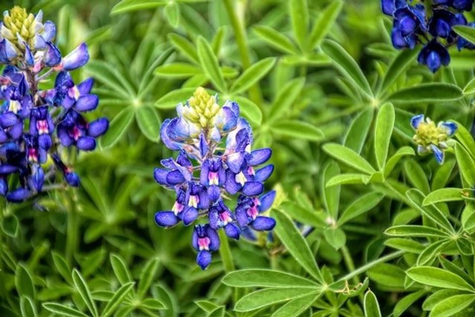 Learn more about this beautiful wildflower with our list of amazing Texas Bluebonnet facts for kids!