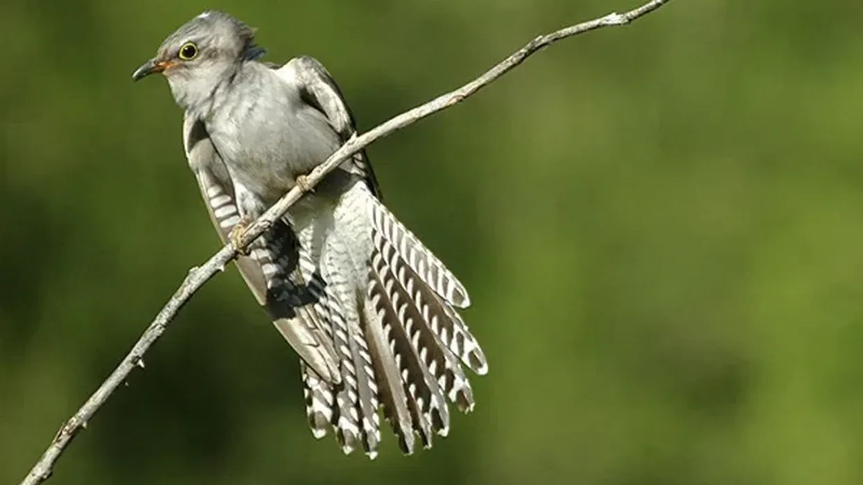 Learn more about this bird by reading these pallid cuckoo facts.