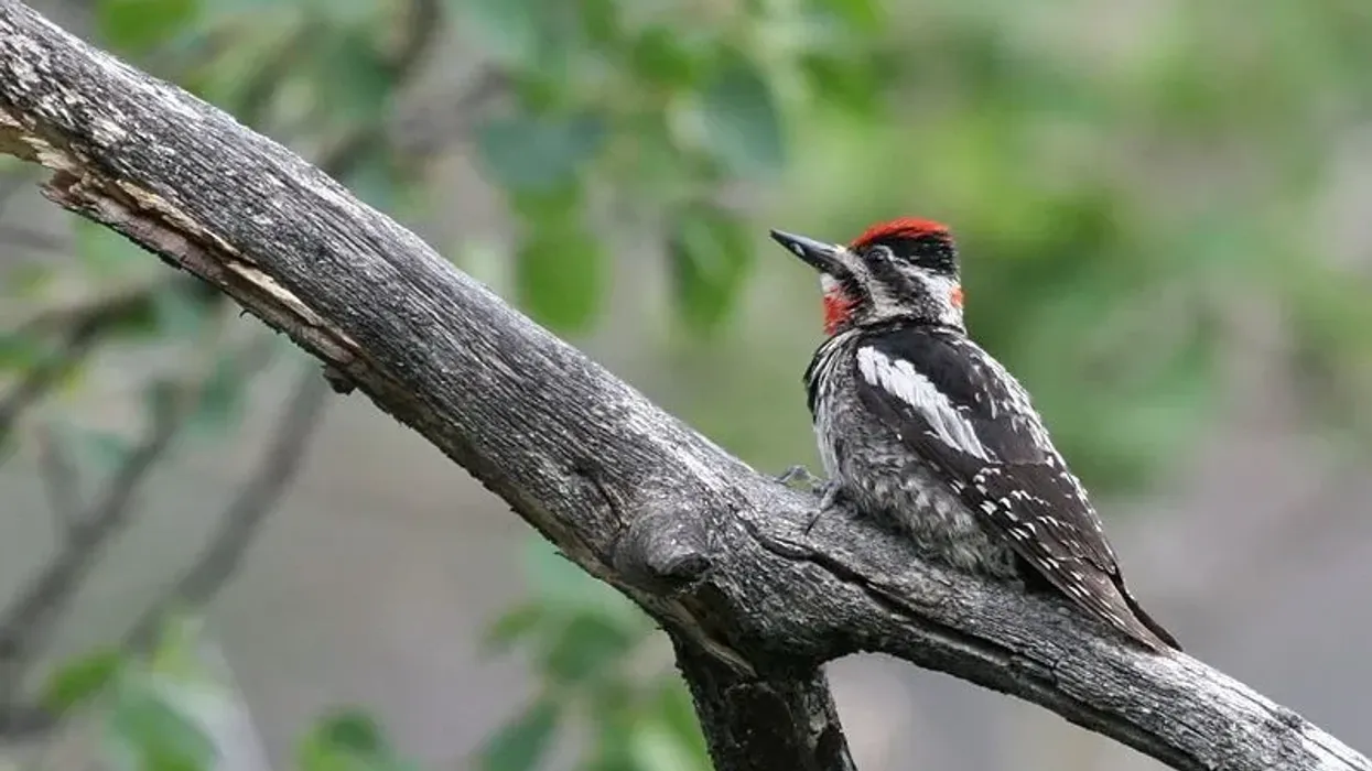 Learn more about this bird species by reading these Red-naped Sapsucker facts.