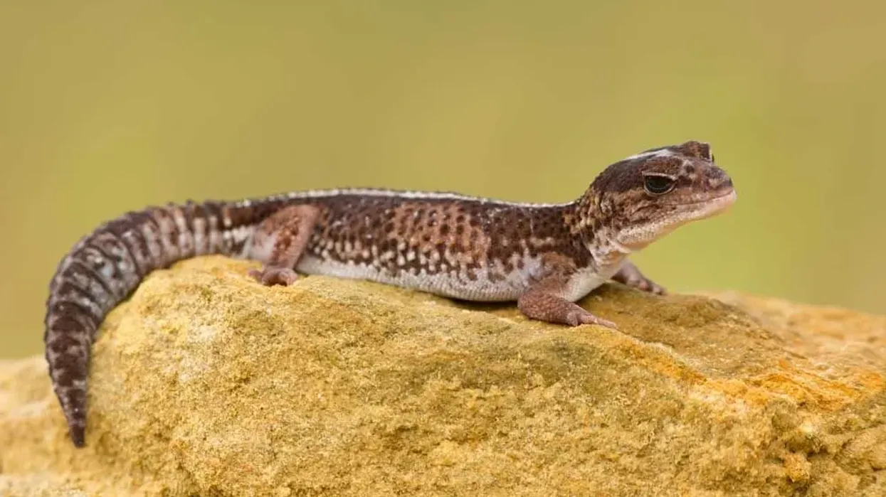 Learn more about this Gecko by reading these African Fat-tailed Gecko facts