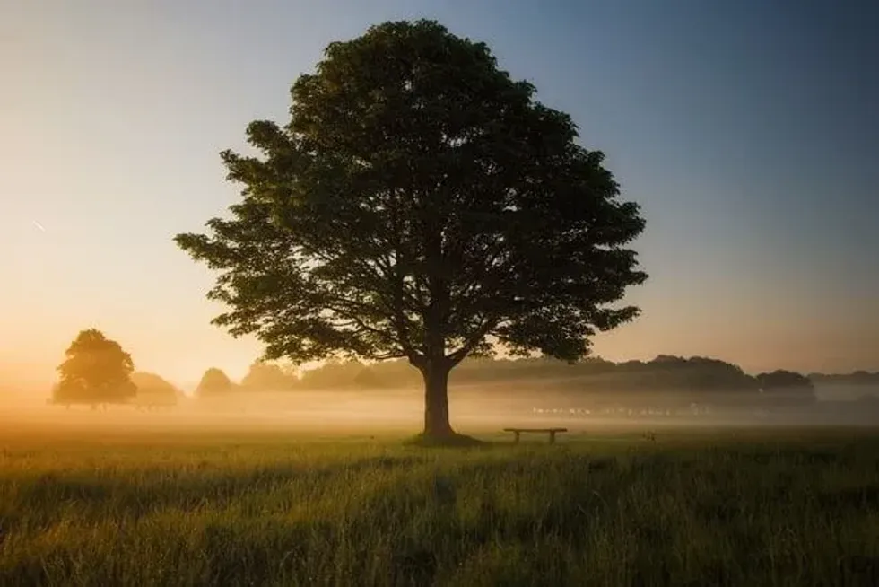 Learn more about this magnificent tree from the European hornbeam tree facts listed here.