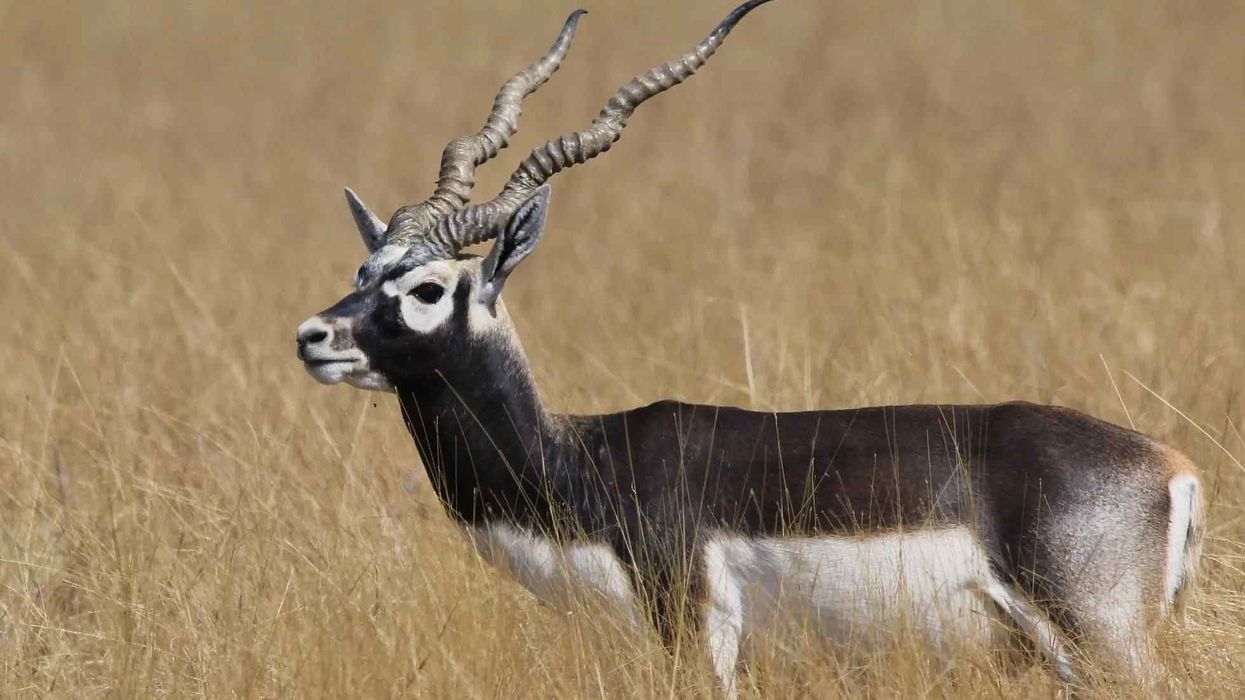 Learn more about this mammal by reading these Blackbuck facts.