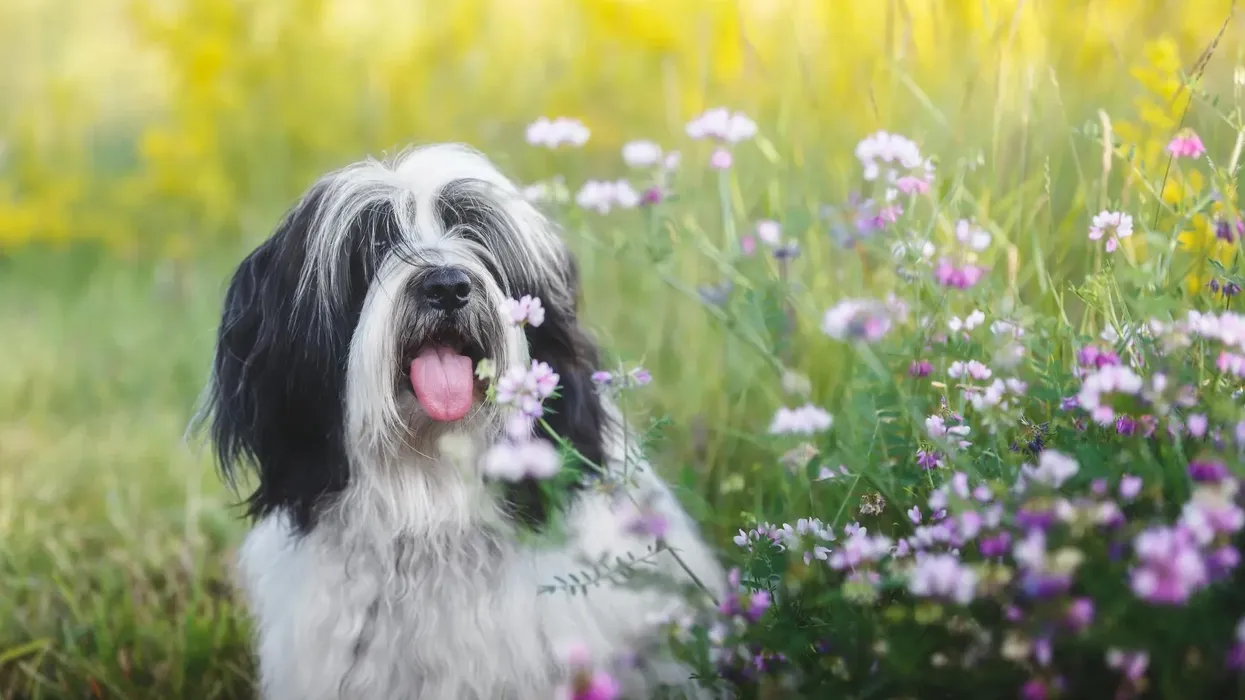 Learn more amazing Tibetan Terrier facts in this article.