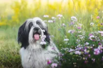 Learn more amazing Tibetan Terrier facts in this article.