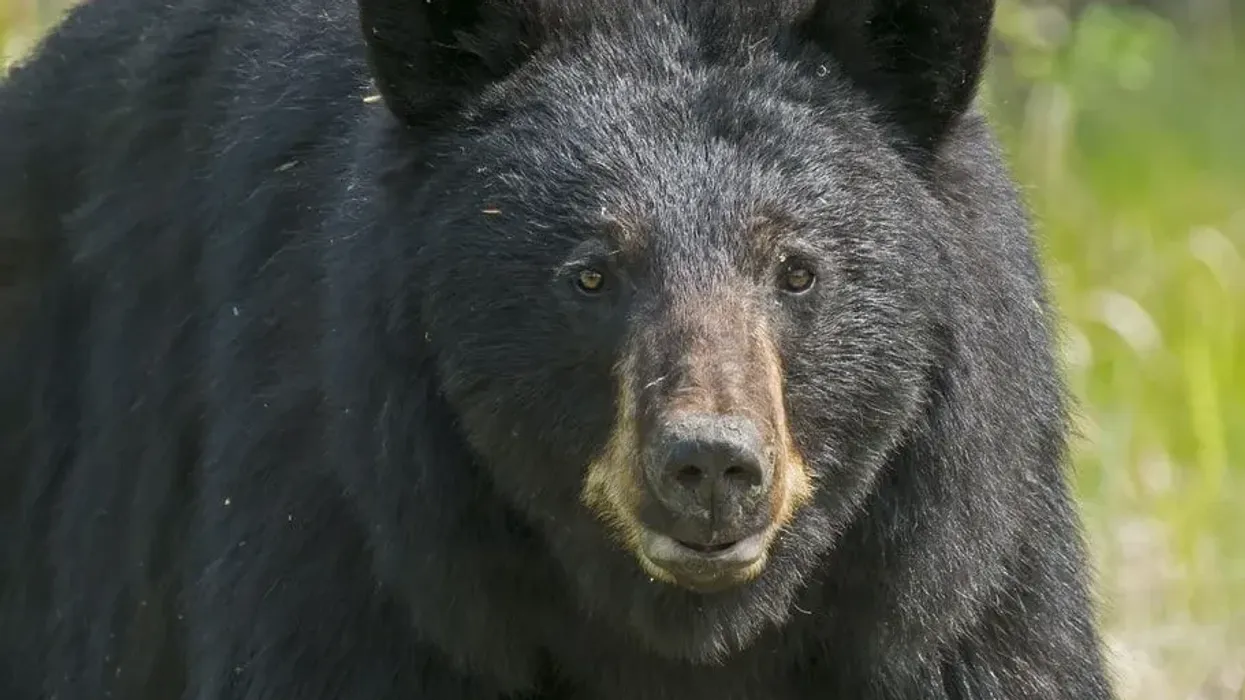 Learn more black bear facts here.