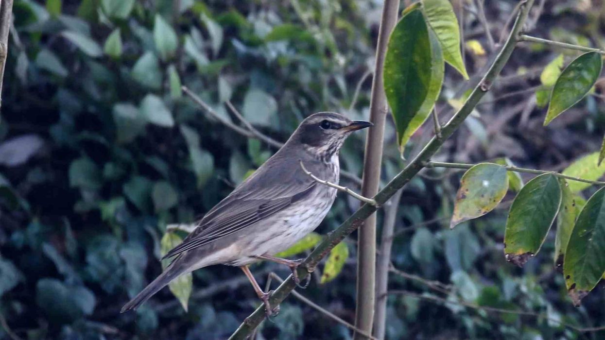 Learn more extraordinary black-throated thrush facts here!