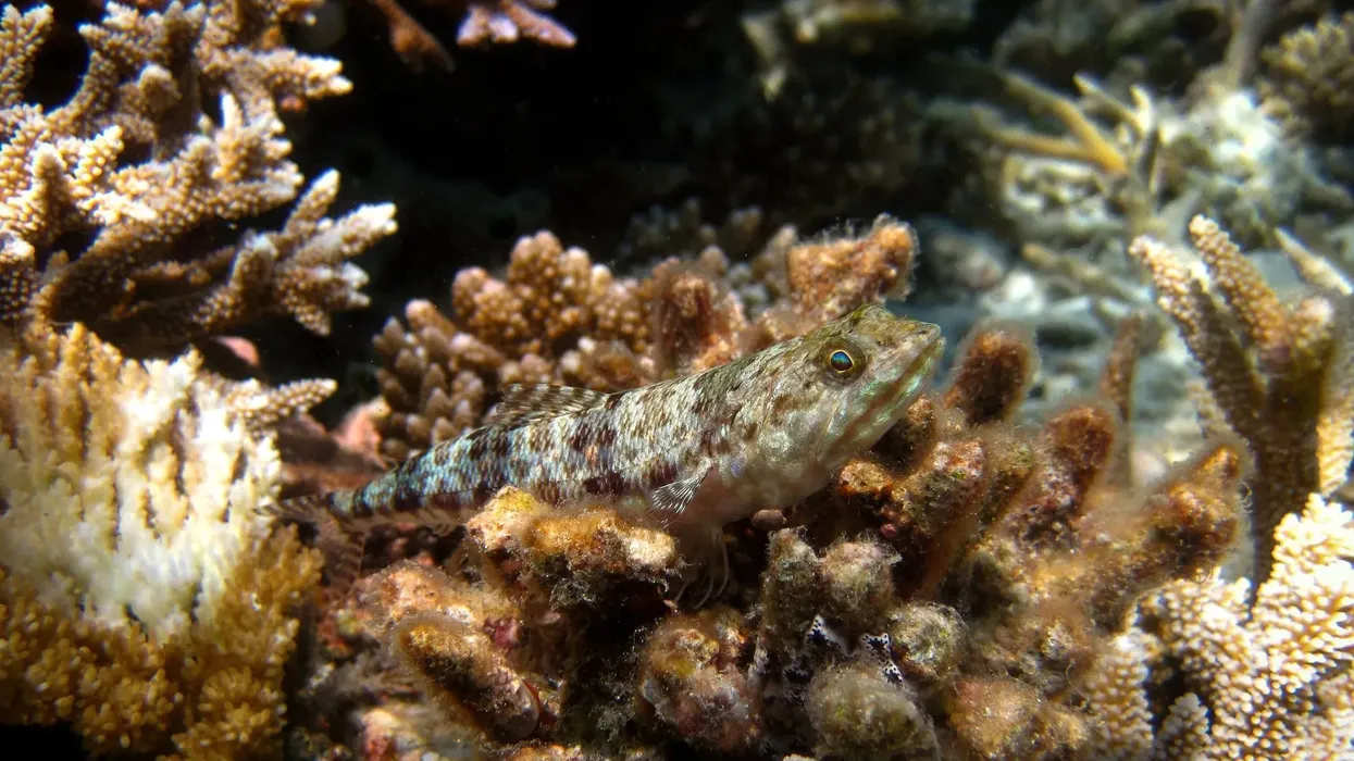 Learn more from our dragon goby facts, here.