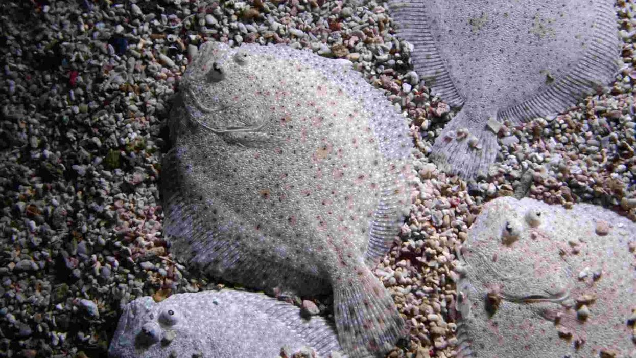 Learn more interesting European flounder facts here on this blog