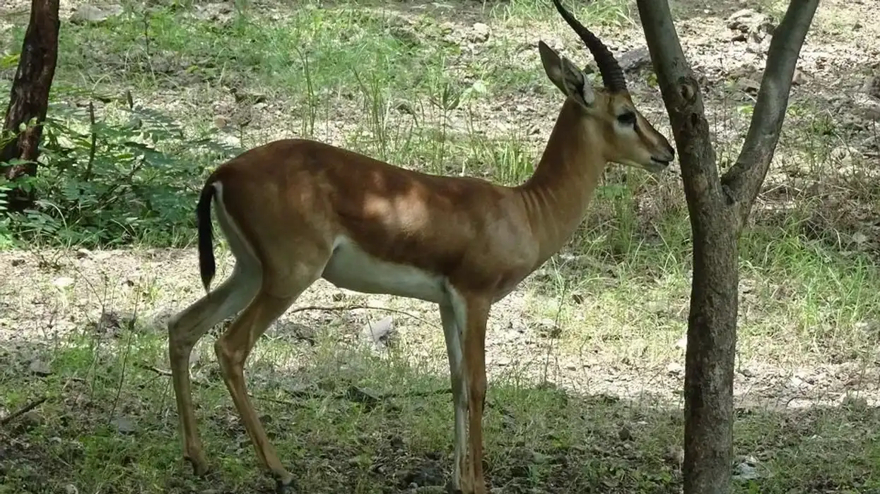 Learn more some chinkara facts with us today!