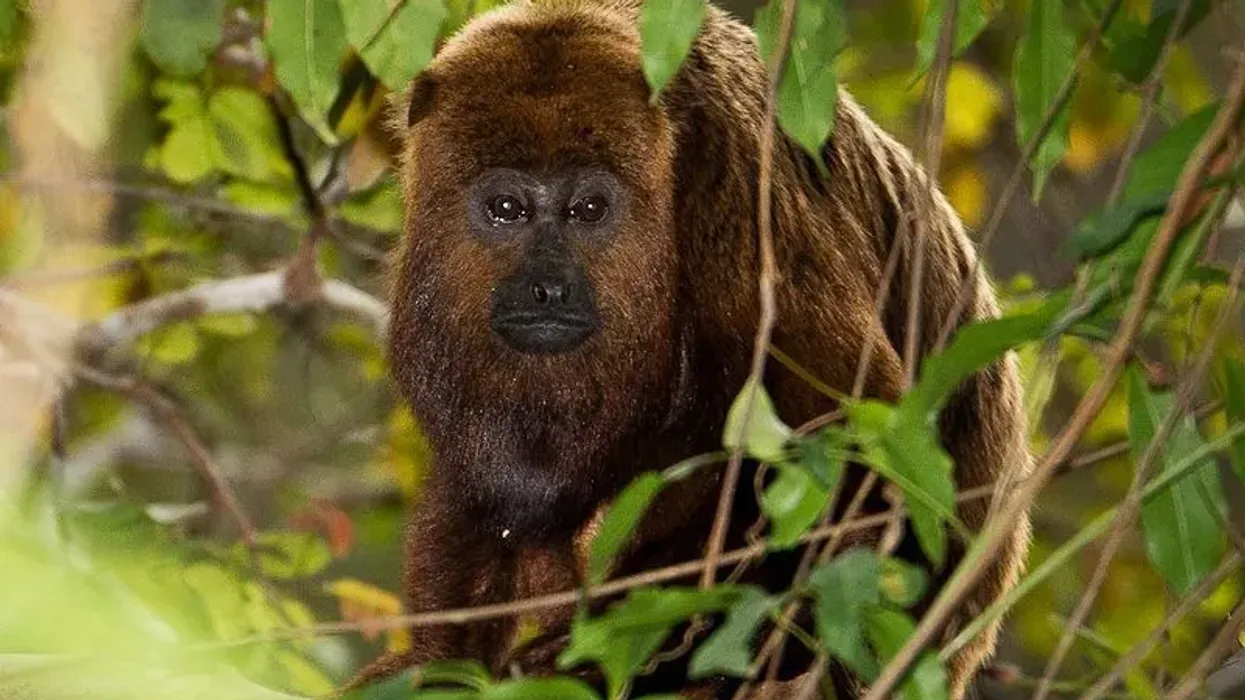 Learn new brown howler monkey facts and take a deep dive into the amazing world of animals and birds around us!