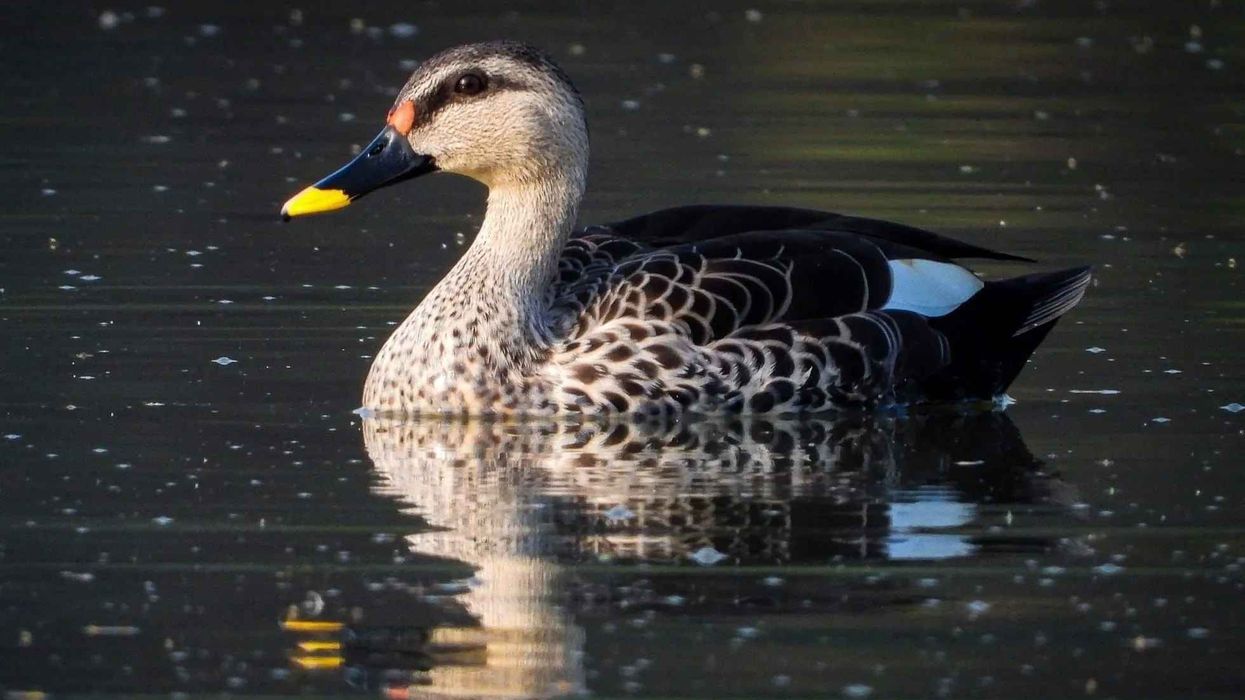 Learn some amazing Indian spot-billed duck facts!