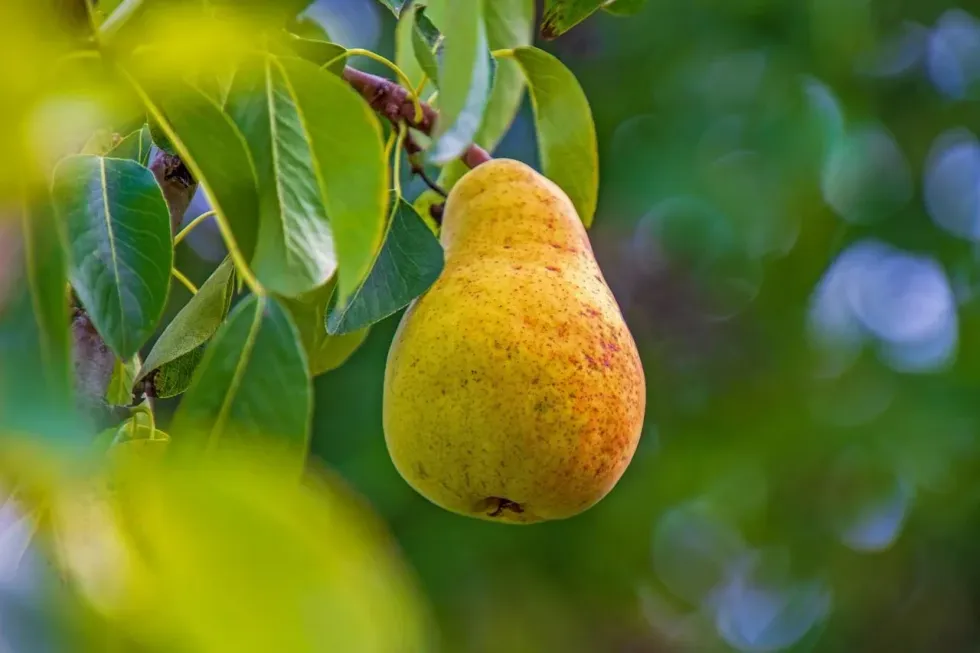 Learn some Bartlett pear tree facts with us today!