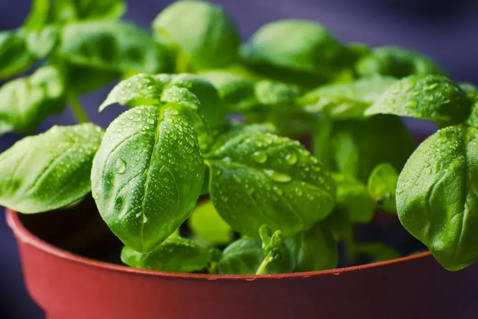 Learn some basil facts with us today!