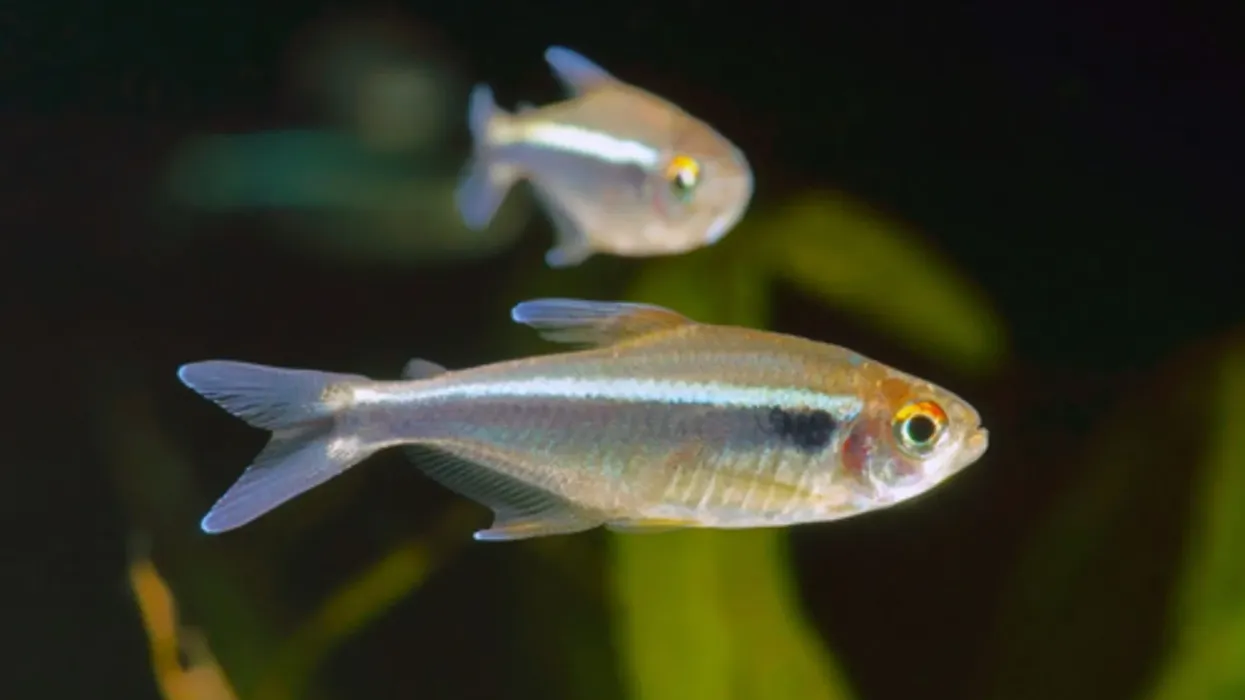 Learn some black neon tetra facts about this beautiful, almost transparent species of fish.