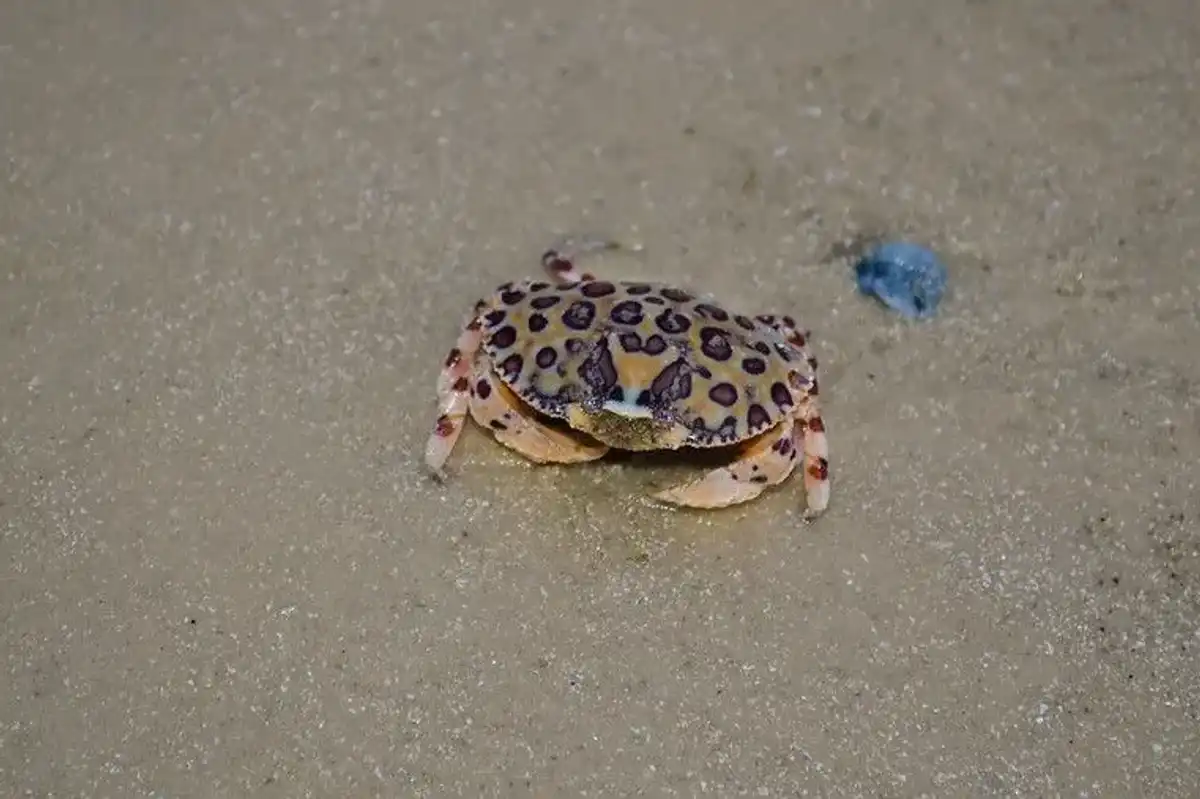 Learn some calico crab facts with us today!