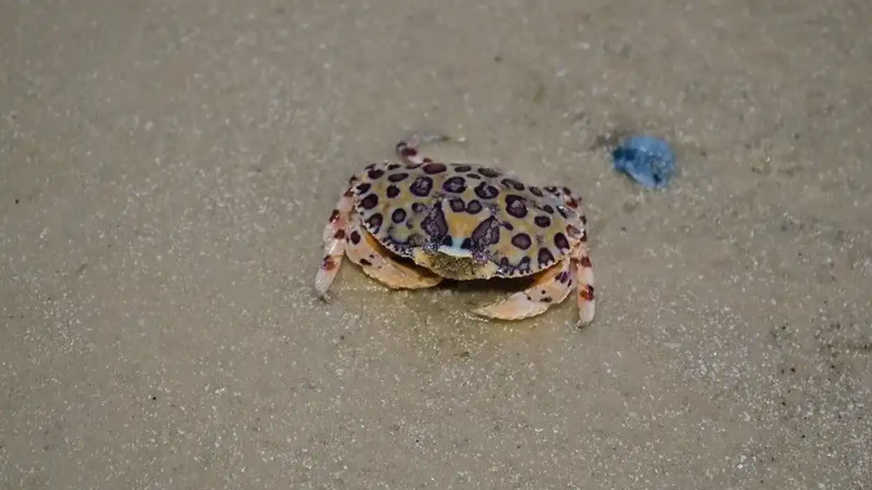 Learn some calico crab facts with us today!
