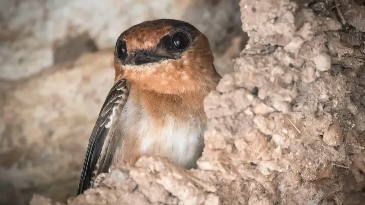 Learn some cave swallow facts with us today!