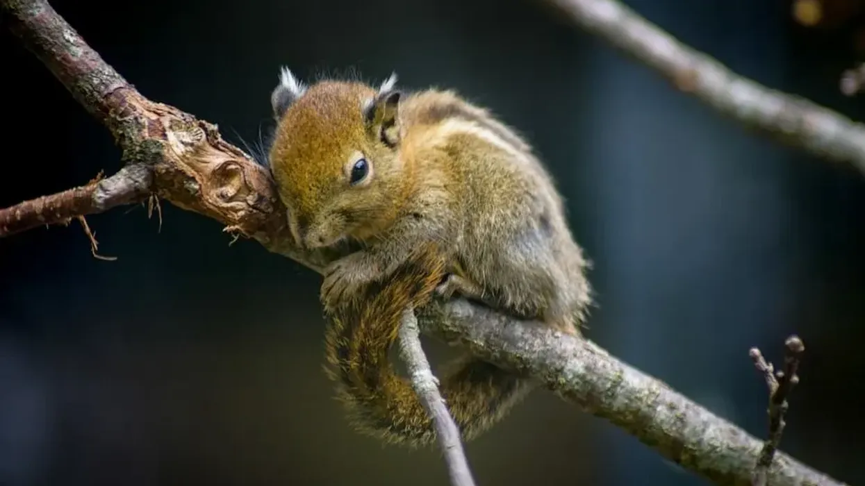 Learn some chipmunk facts about these amazing mammals here.