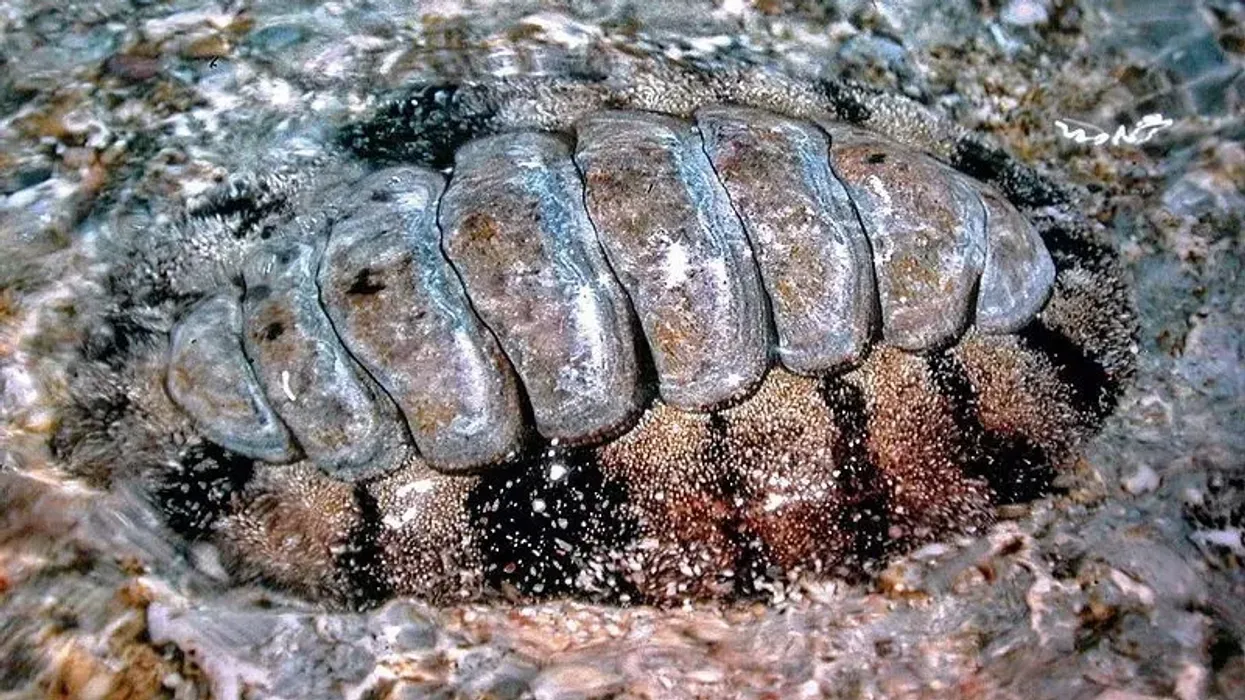 Learn some chiton facts with us today.