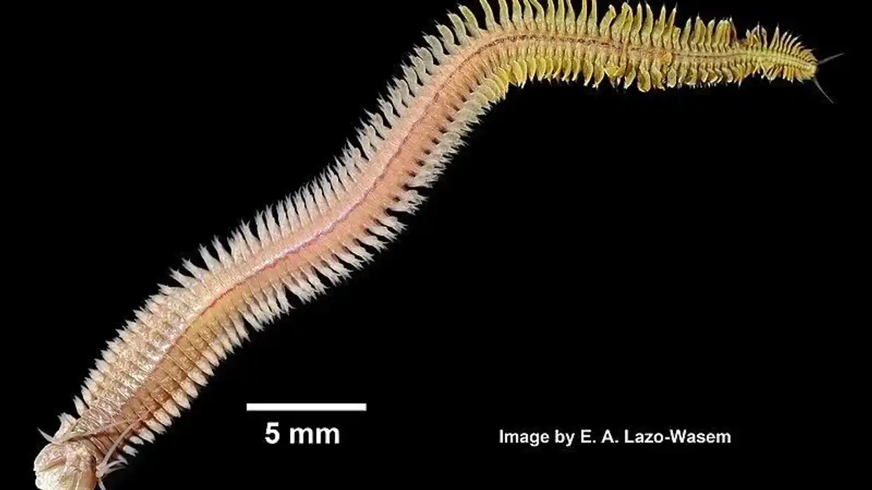 Learn some clam worm facts with us today.