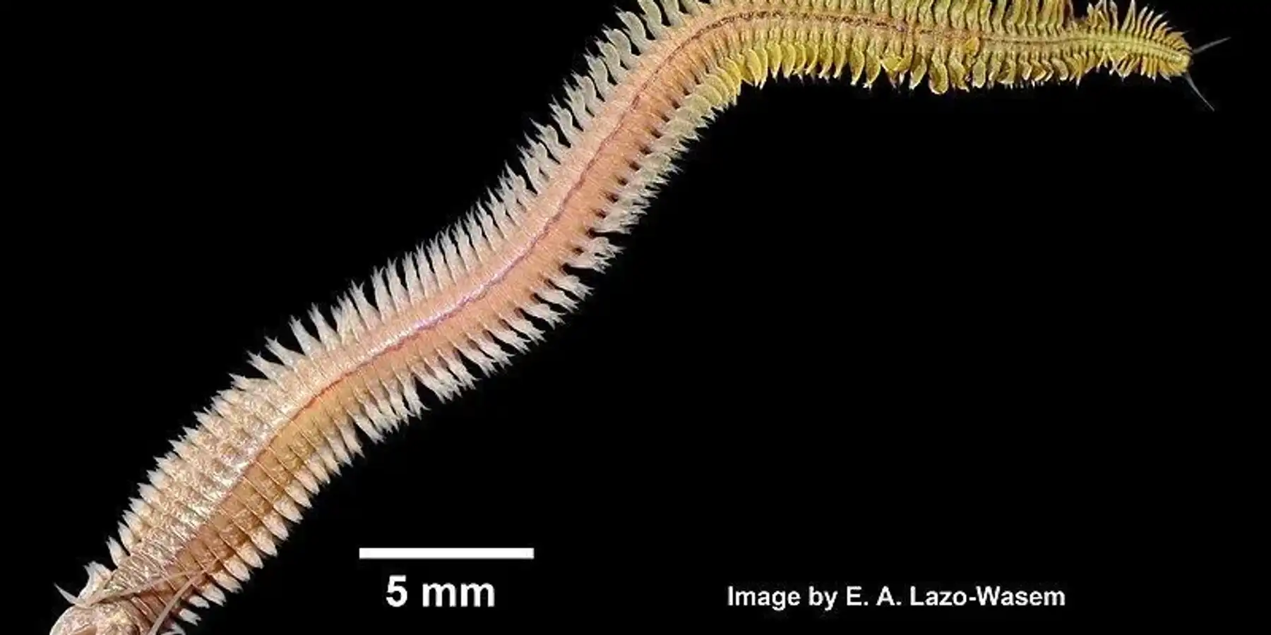 Learn some clam worm facts with us today.