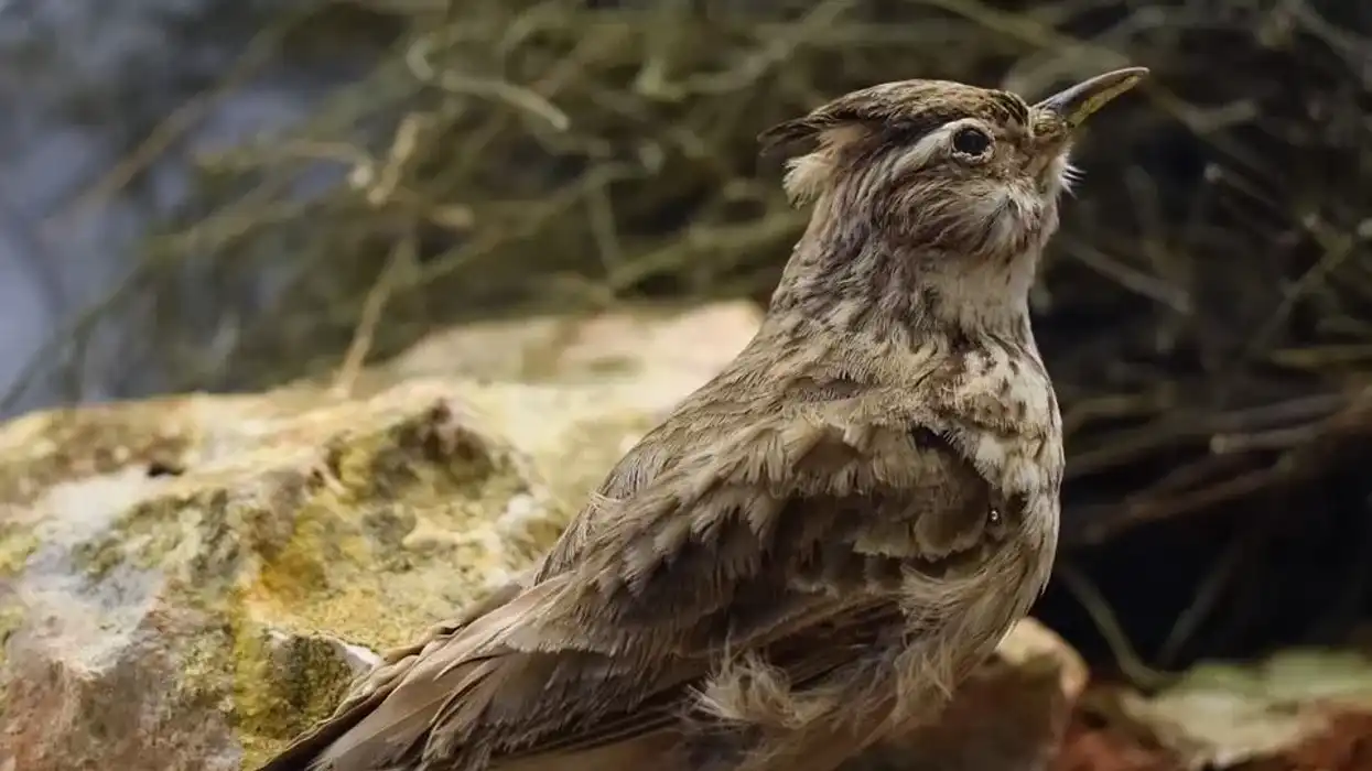 Learn some Eurasian skylark facts with us today.