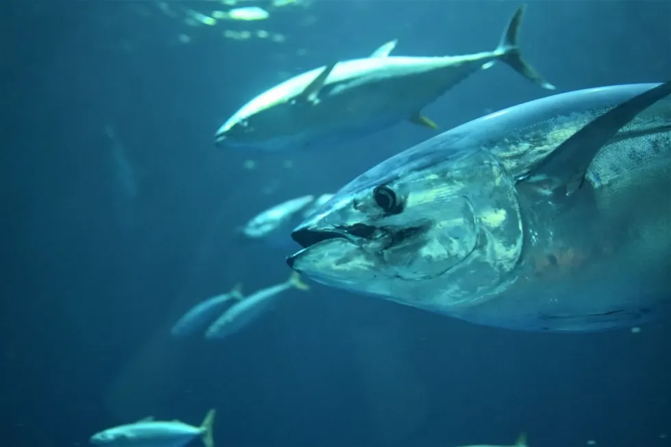 Learn some facts about World Tuna Day with us and get to know why the United Nations established this day!