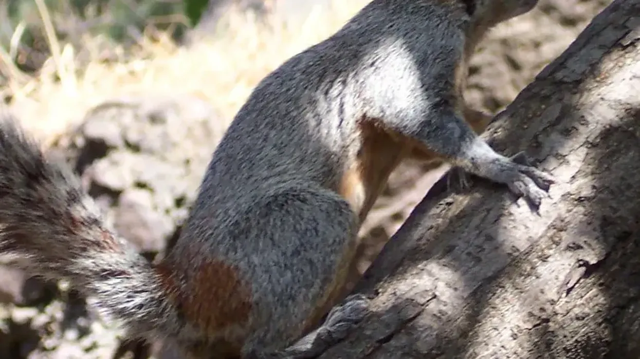 Learn some facts and ecology about this cute and little Mexican Gray Squirrel!
