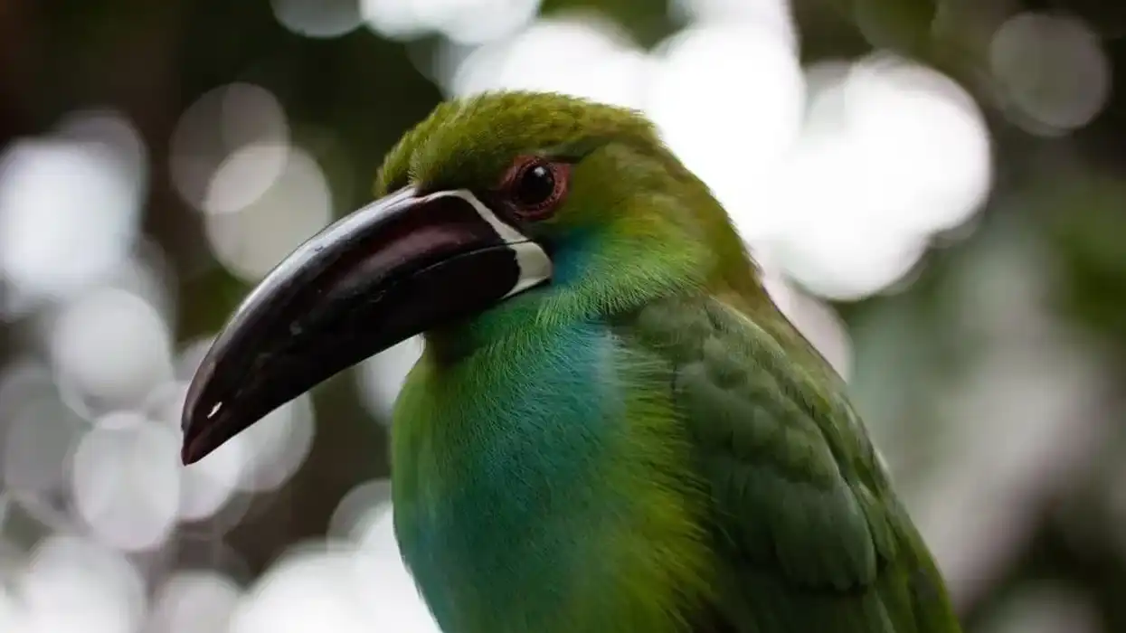 Learn some green toucanet facts with us today.
