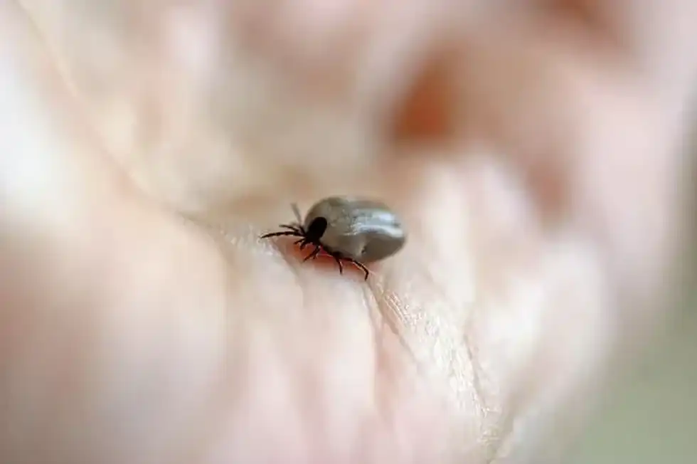 Learn some interesting can ticks jump facts with us today!