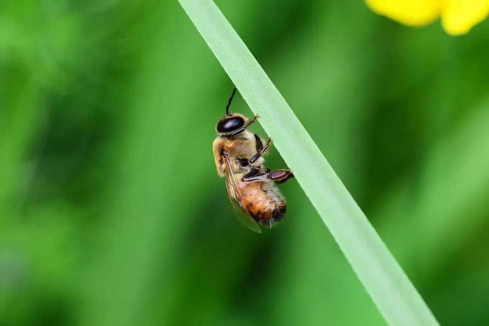 Facts About Drone Bees Will Surely Amaze And Fascinate A Nature Lover