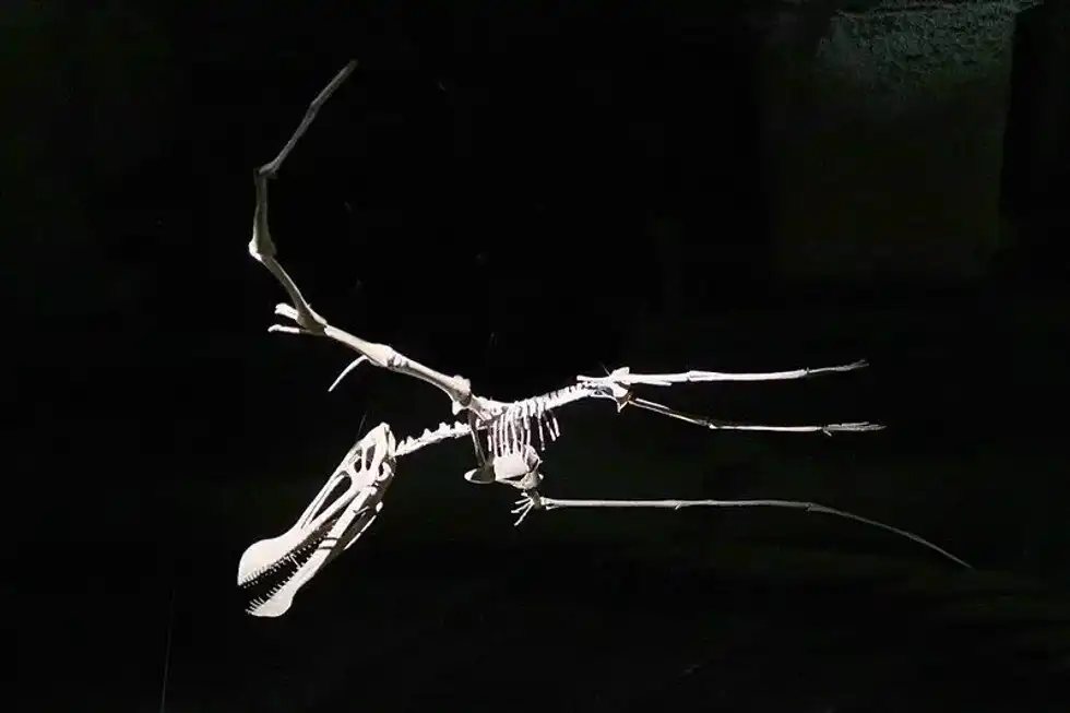 Learn some interesting Haopterus facts and get to know about this pterosaur!