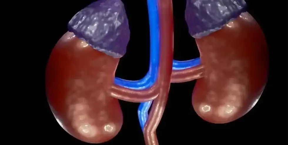 Learn some interesting kidney facts for kids!