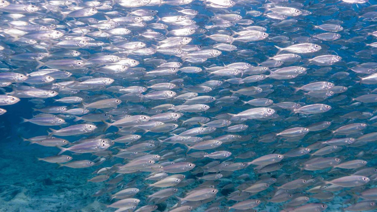 Learn some interesting silverside fish facts with us today.