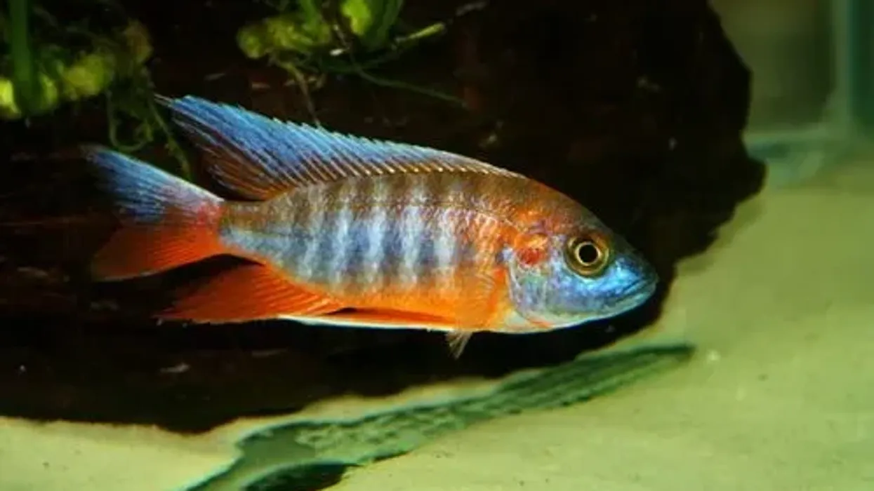 Learn some peacock cichlid facts about these fascinating fish here!