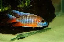 Learn some peacock cichlid facts about these fascinating fish here!