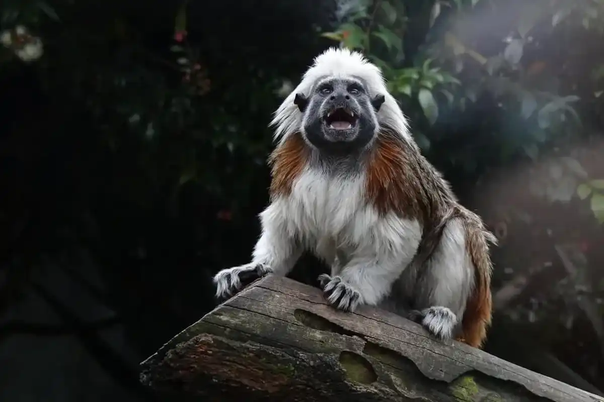 Learn some tamarin facts with us today.