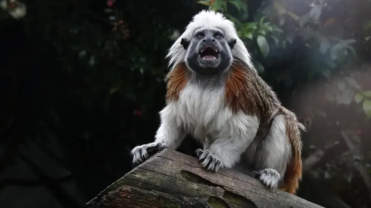 Learn some tamarin facts with us today.