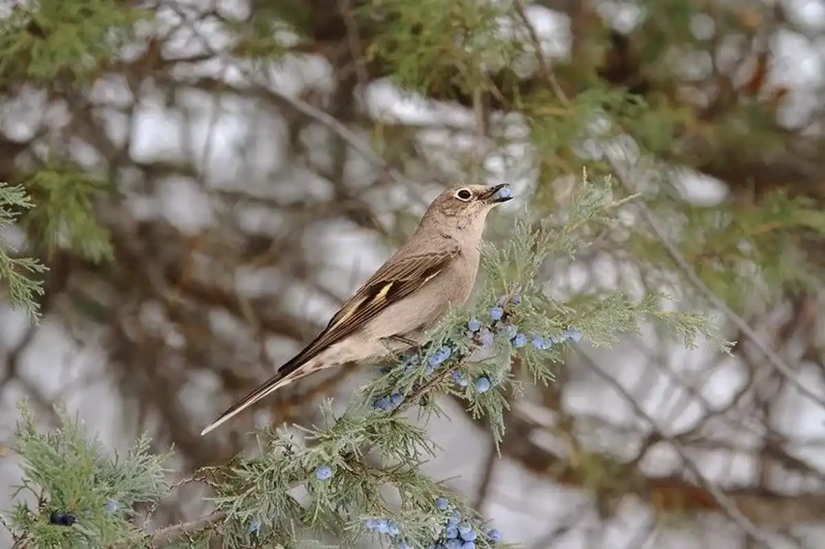 Learn some Townsend's Solitaire facts with us today.