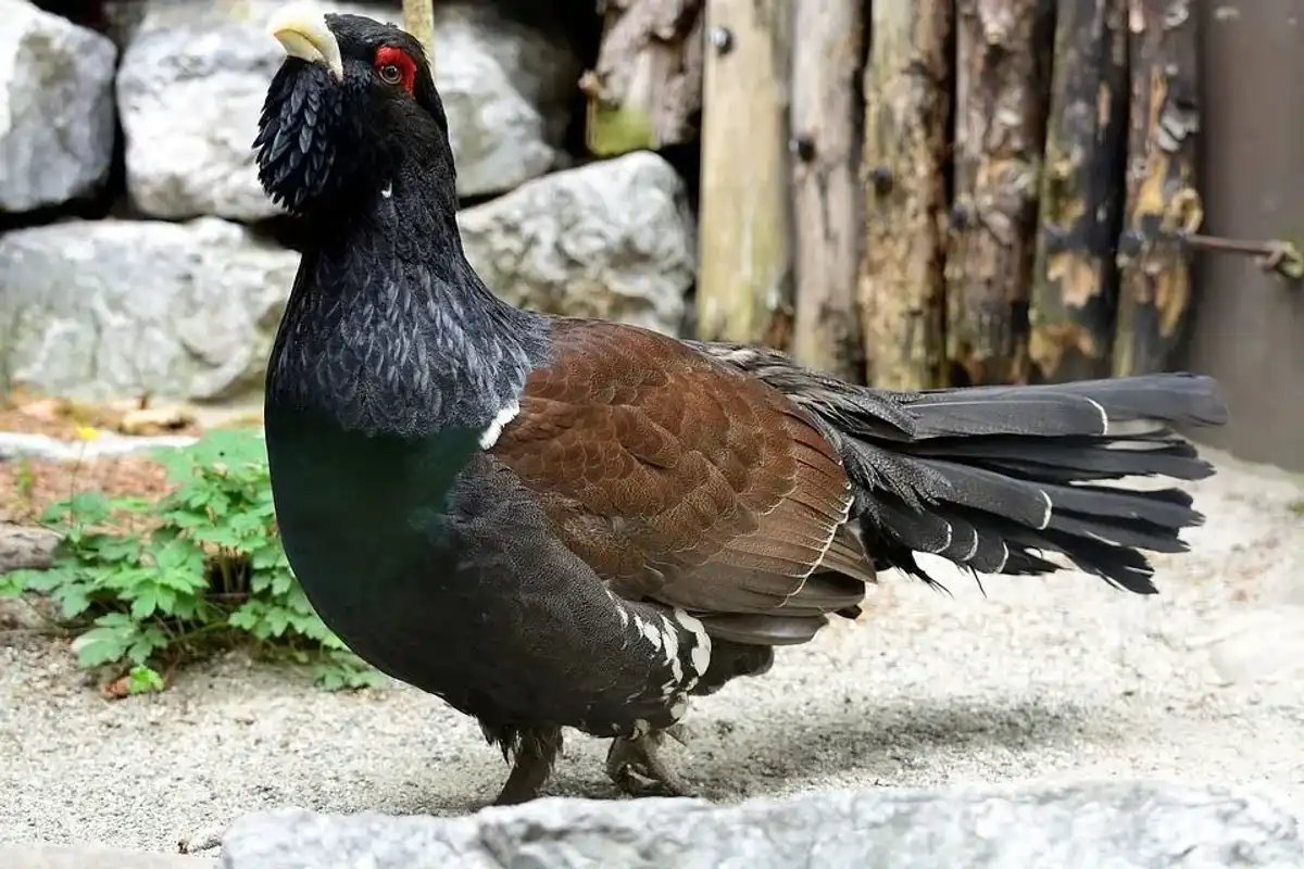 Learn some western capercaillie facts with us today.