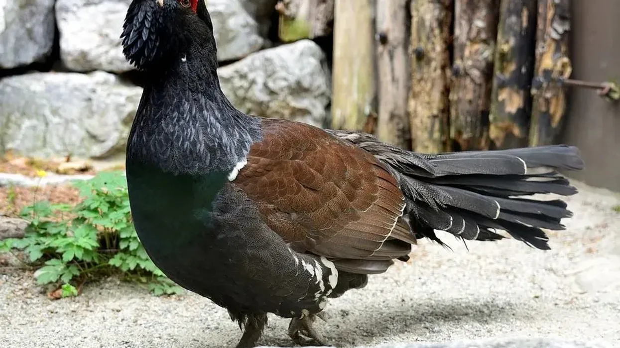 Learn some western capercaillie facts with us today.
