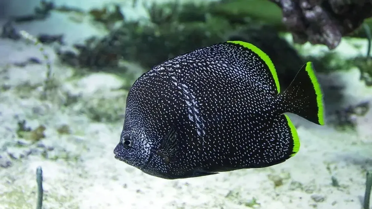 Learn some wrought-iron butterflyfish facts with us today.