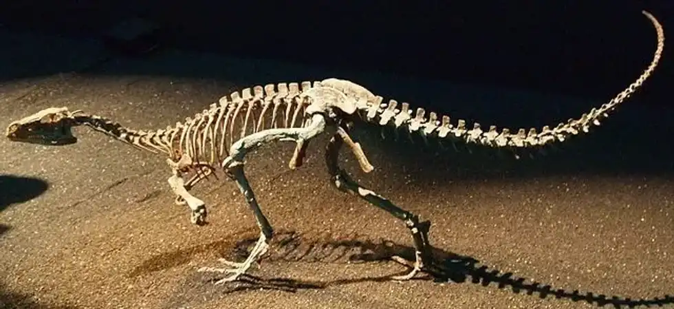 Learn the most enthralling 17 Eoraptor facts that you will ever come across.