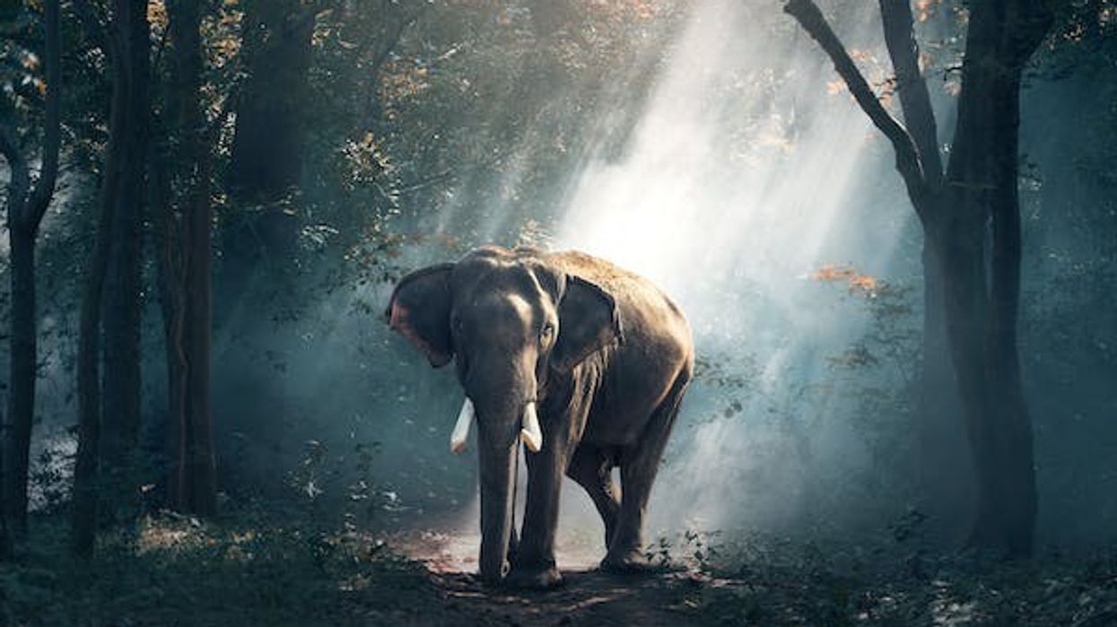 Learn the most interesting African forest elephant facts with us today.