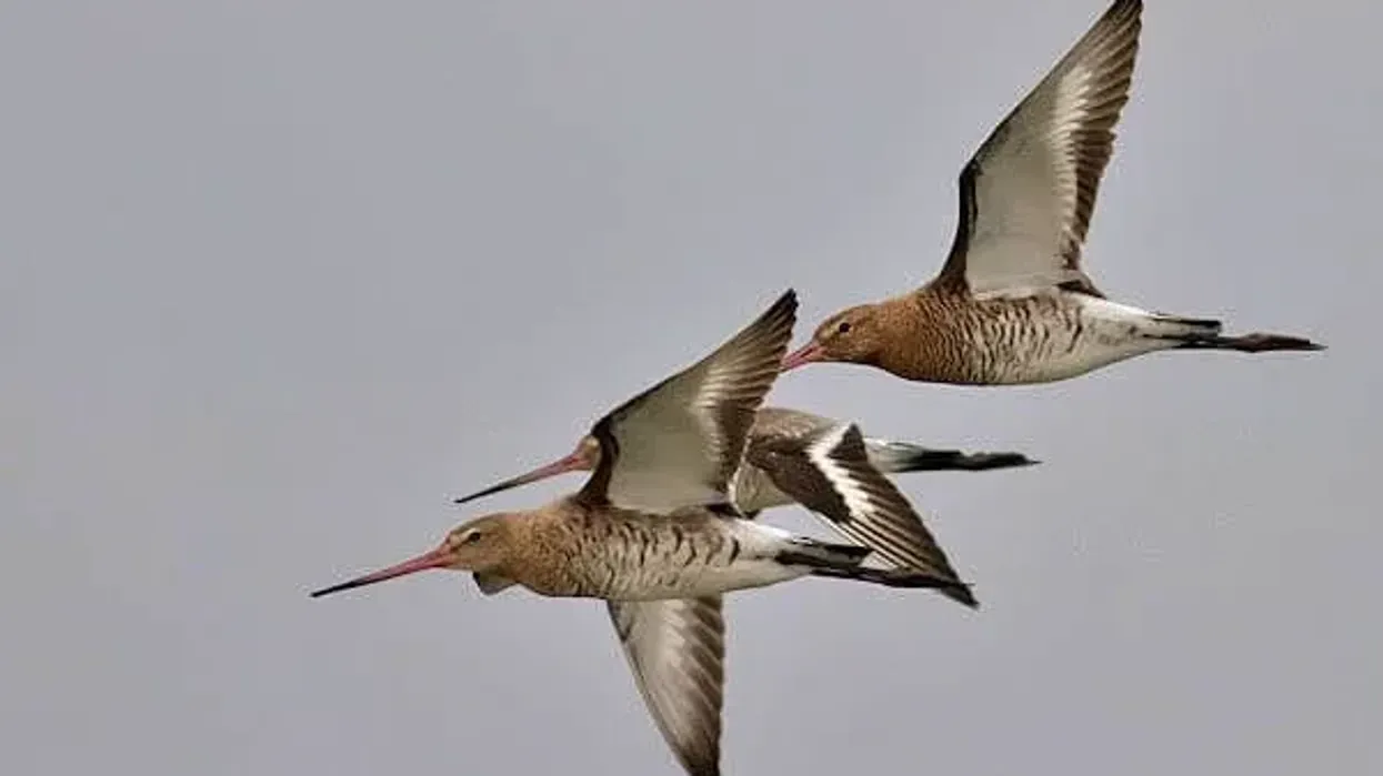 Learn these black-tailed godwit facts and fascinate your kids.